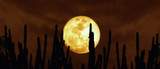 Mojave Moon
