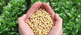 Key Ingredient Soy Wax
