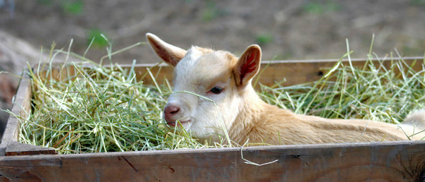 Key Ingredient Goat's Milk