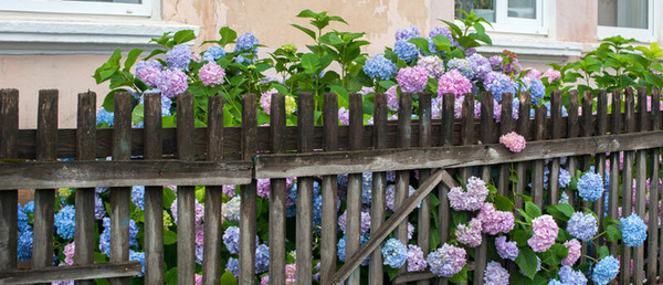 Happy Hydrangea
