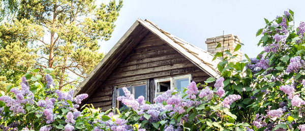 Old Homestead Lilac