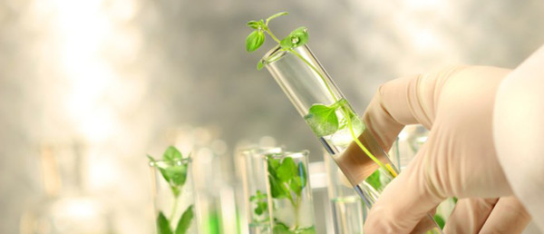 How Essential Oils Are Made