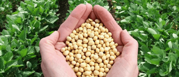Key Ingredient Soy Wax