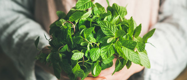 Key Ingredient Spearmint