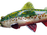 TRAPPER STUDIO - Brook Trout Dry Pipe