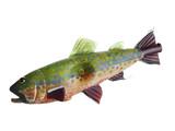 TRAPPER STUDIO - Sandblasted Brook Trout Dry Pipe