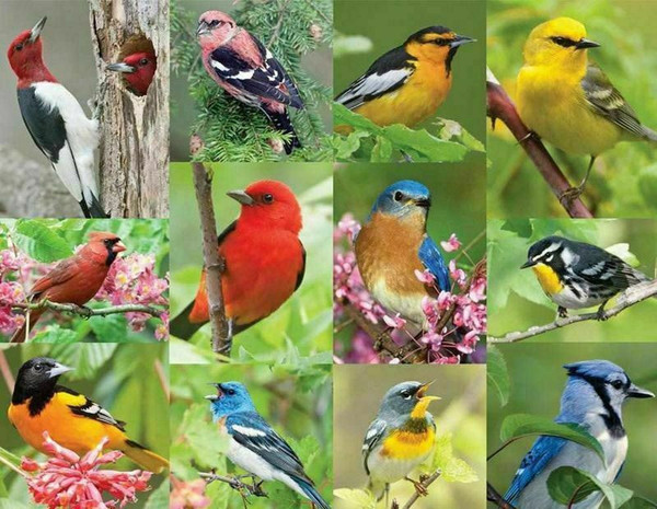 Birds of a Feather 36 Piece Jigsaw Puzzle for sale by Springbok Puzzles