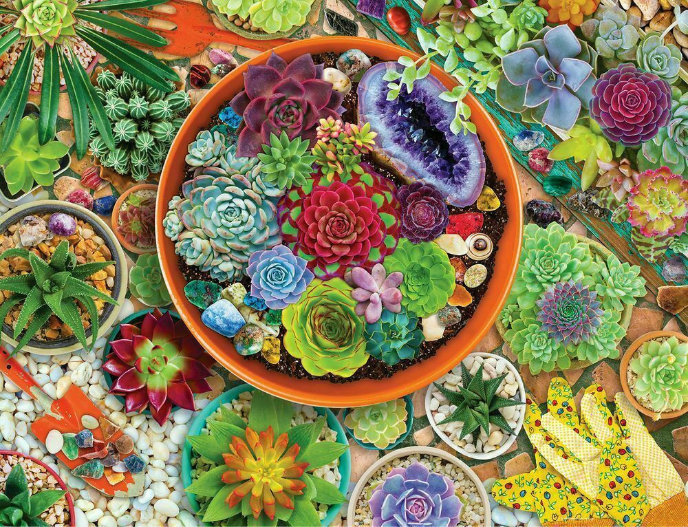 colorful succulent gardens