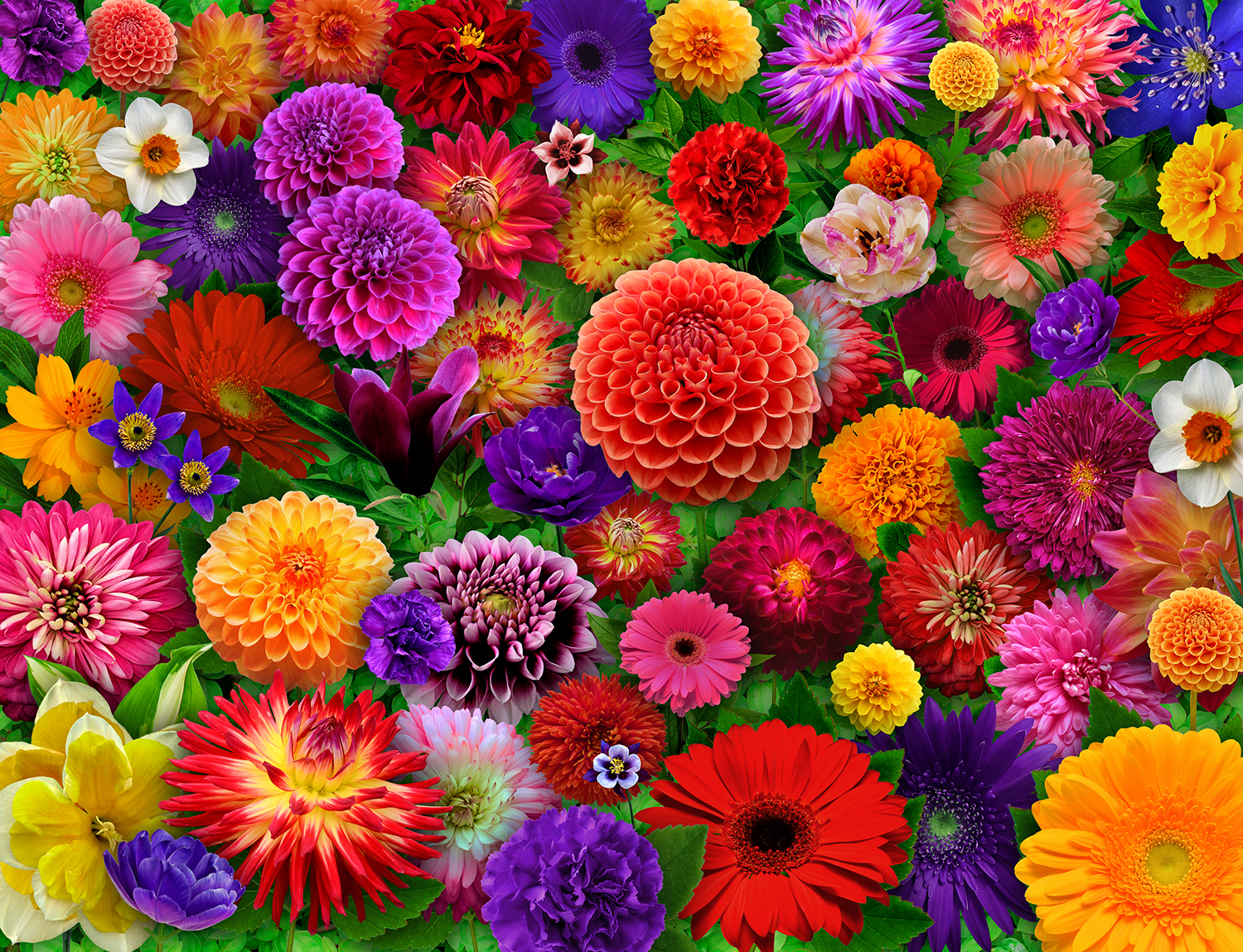 Blooming_Every_Daisy_Small__46
