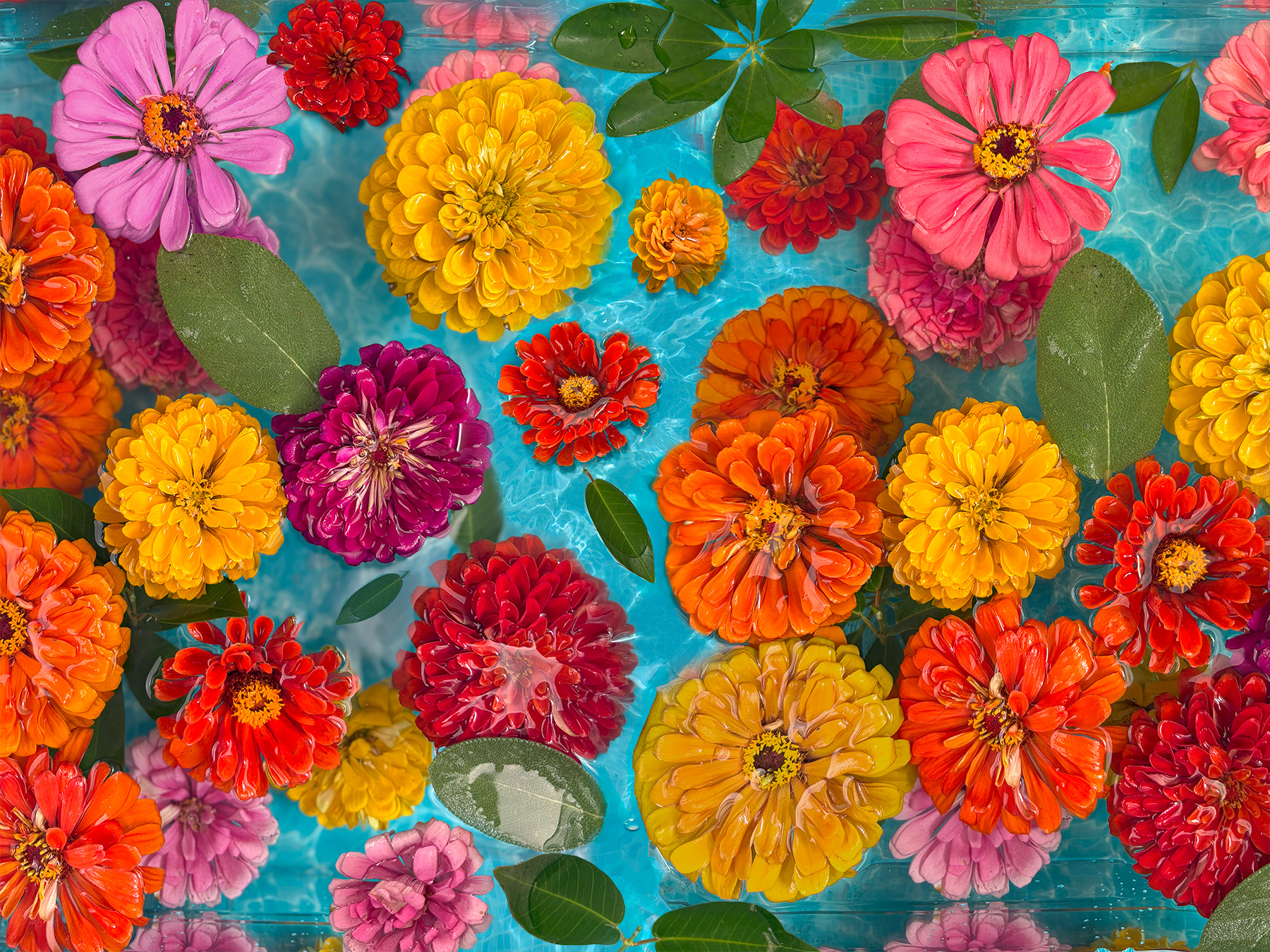 Floating Flowers 1000 Piece Jigsaw Puzzle