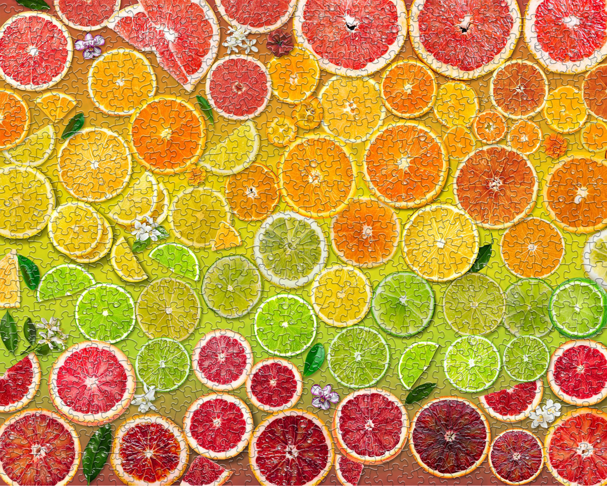 Citrus Rainbow 1000 Piece Jigsaw Puzzle
