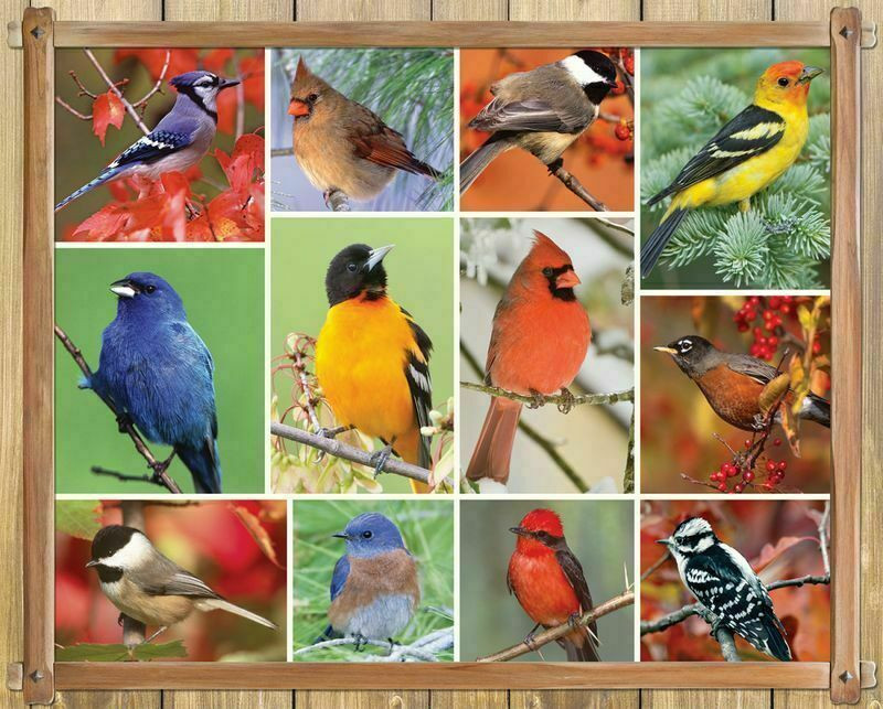 100 pics animals birds