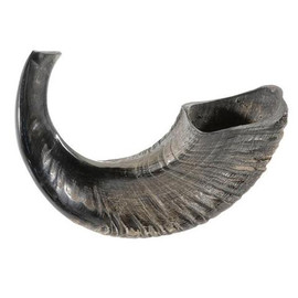 Rams Horn (13"-14")