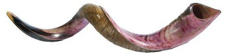 Yemenite Shofar (XL 39'- 42")