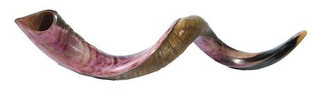 Yemenite Shofar (MEDIUM 32" - 35")