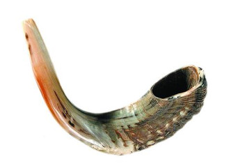 Rams Horn Shofar (18"-19")