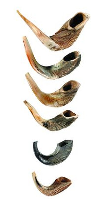 Rams Horn Shofar (15"-17")