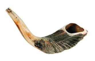 Rams Horn Shofar (12"-13")