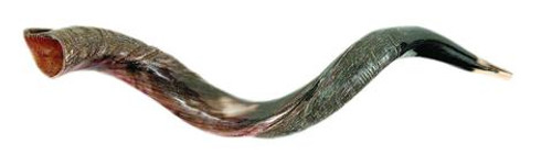 Yemenite Shofar (SMALL 26" - 31")