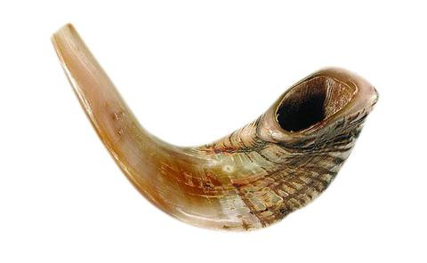 Rams Horn Shofar (15"-17")
