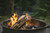 Wilson Oak Split Firewood - Seasoned Natural Kiln Dried Fireplace, Fire Pit, Bonfire Logs 