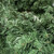 24 Inch Undecorated Artificial Colorado Pine Deluxe Wreath Set of 2  24 Inch Undecorated Artificial Colorado Pine Deluxe Wreath Set of 2