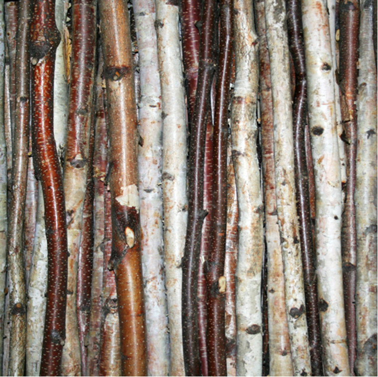 Birch Stick Pack (set of 3)