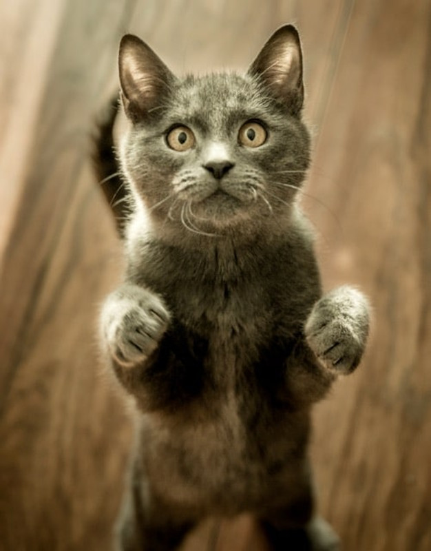 How to Stop Your Cat From Killing Birds! How to Stop Your Cat From Killing Birds!