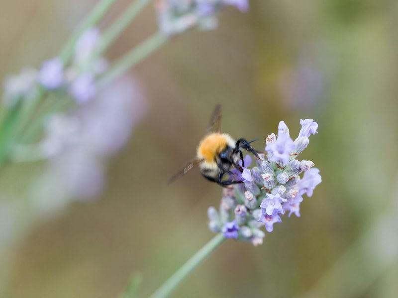 How to Help Native Bees How to Help Native Bees