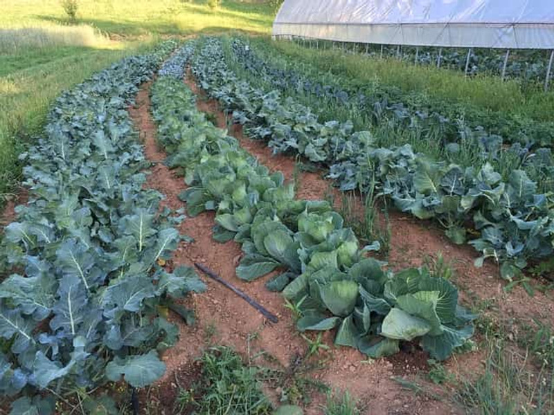 A Brief Guide to Community Supported Agriculture A Brief Guide to Community Supported Agriculture