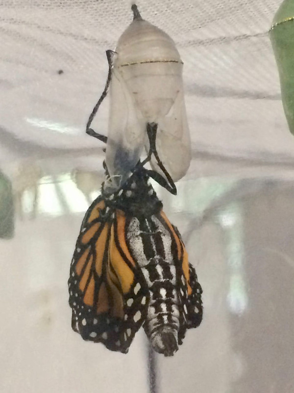 A Monarch is Born! A Monarch is Born!