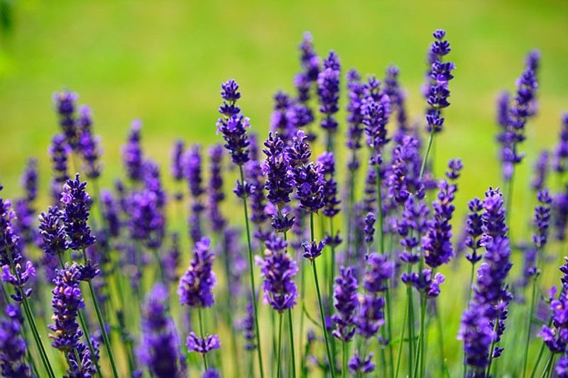 An Introduction to Essential Oils An Introduction to Essential Oils