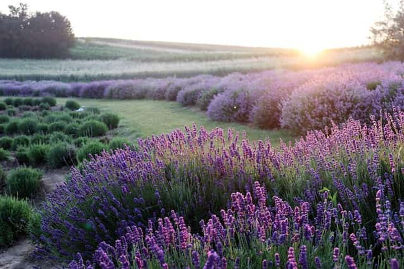 What Makes Some Essential Oils Calming? What Makes Some Essential Oils Calming?