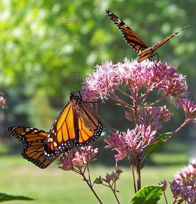 Report Your Monarch Sightings! Report Your Monarch Sightings!