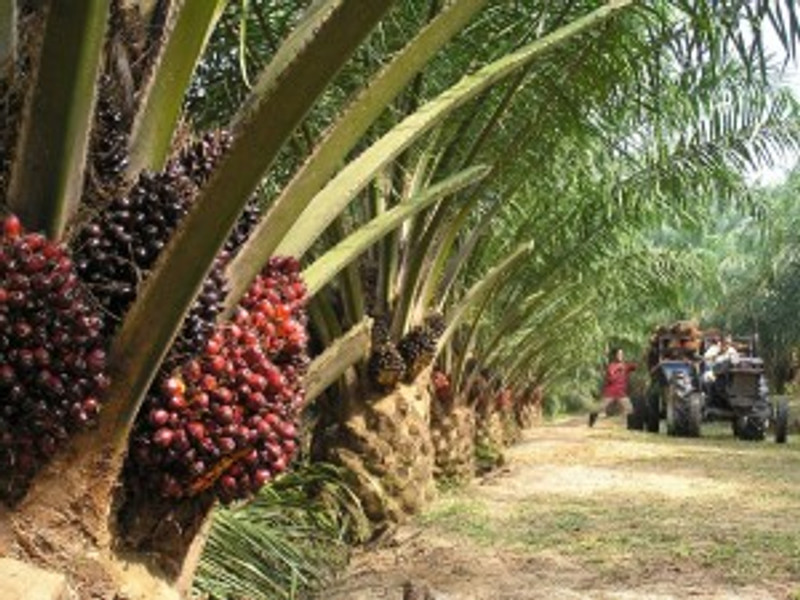 Palm kernel oil - Wikipedia