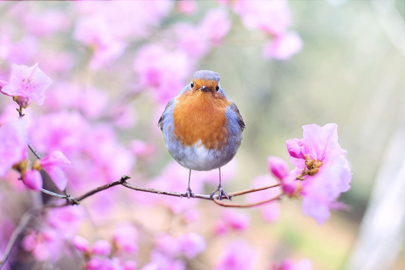 3 Ways to Improve Your Backyard Habitat! 3 Ways to Improve Your Backyard Habitat!