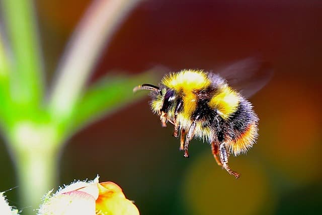 Native Bees: Why They Matter