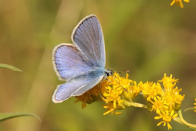 3 Fabulous Free Nature Apps
