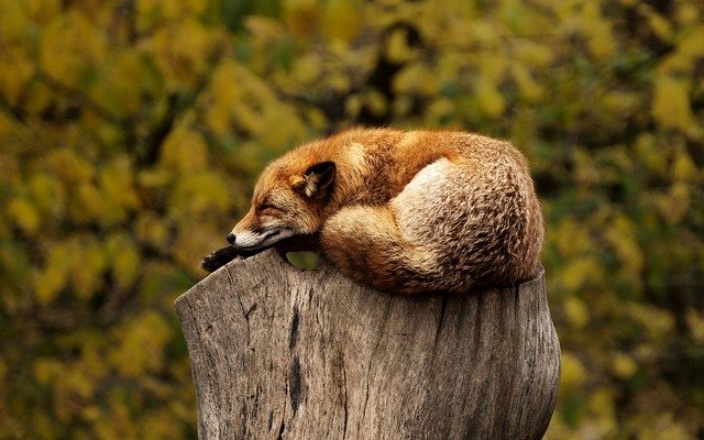 Get Better Sleep!