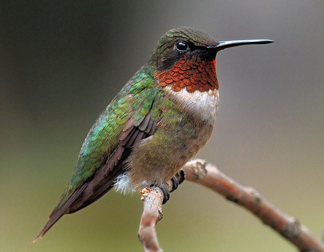How to Feed Hummingbirds!