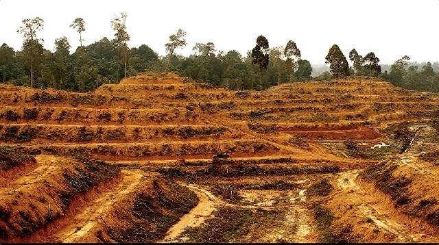 Important Updates on Sustainability and Palm Oil