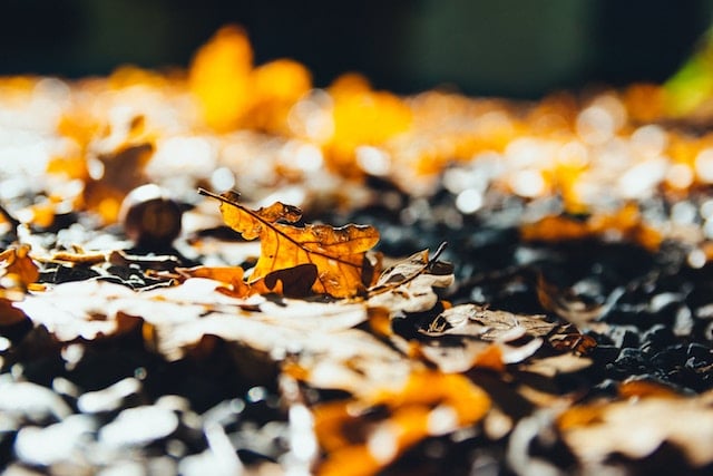 How Leaves Help Your Yard and Wildlife