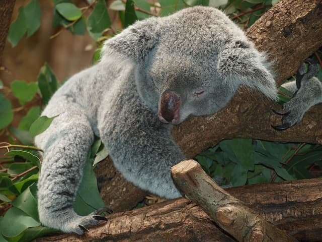 Breathe Yourself to Sleep!