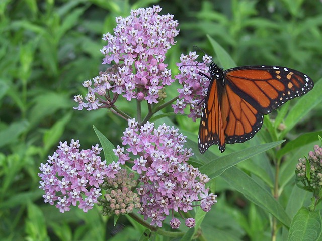 Milkweed Species For Your Garden