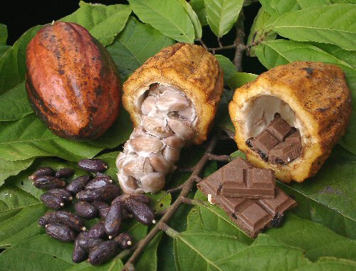 Cocoa production – an introduction