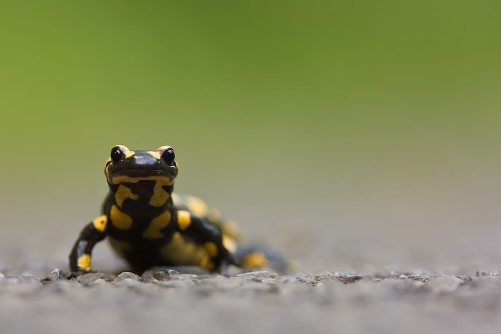 Help an Amphibian Cross the Road!
