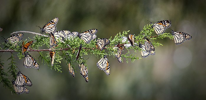 Monarchs Arrive at Overwintering Grounds!