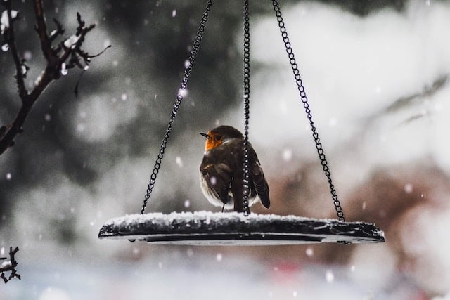 How To Help Robins Survive The Harsh Winter Weather