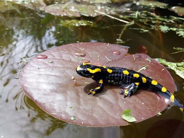 salamander-6020289-640-1-.jpg
