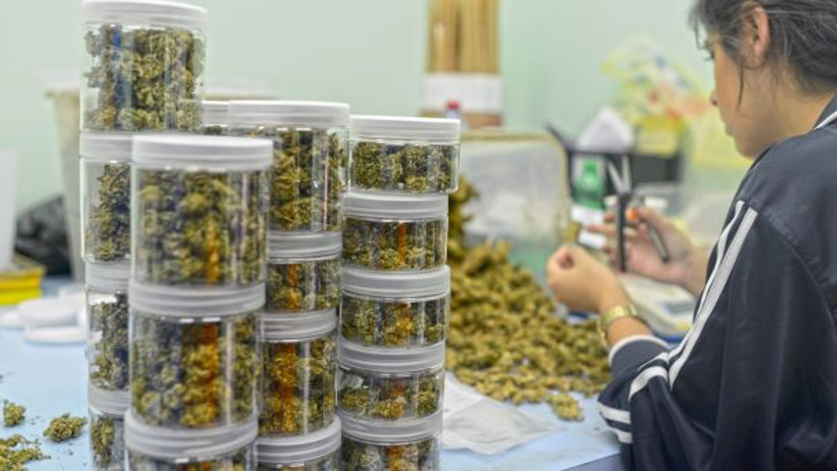 The country leading the way in medicinal marijuana research